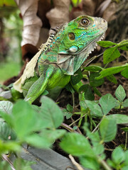 A green iguana with peeling skin on its back, showing its natural molting process, poses among green leaves on a blurred background.