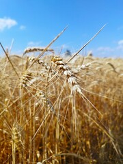 Close-up of ripe barley ears, with the entire barley field blurred in the background against a blue...