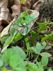 A green iguana with peeling skin on its back, showing its natural molting process, poses among green leaves on a blurred background.