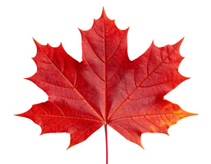  Firefly_Red maple leaf in autumn fall colour during November, macro close up png file cut out  