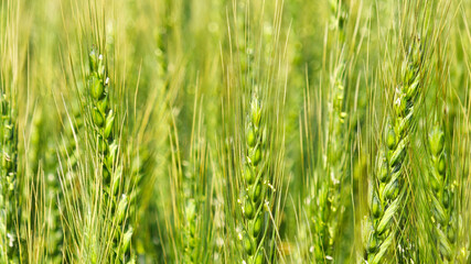 Close-up of Young green wheat growing in an agricultural field, symbolizing sustainable farming, natural growth, and food production