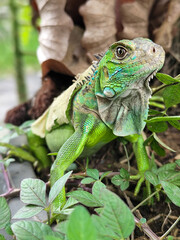 A green iguana with peeling skin on its back, showing its natural molting process, poses among green leaves on a blurred background.