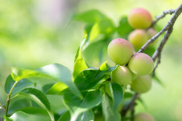 赤く色づいた梅