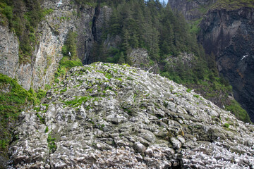 Large colony of seabirds nesting on rugged coastal cliffs covered with moss and vegetation in Kenai Fjords National Park, Alaska. 