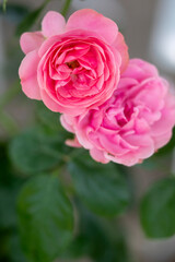 庭のピンクの薔薇