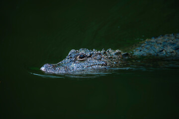 Very dangerous animal Chinese alligator close-up