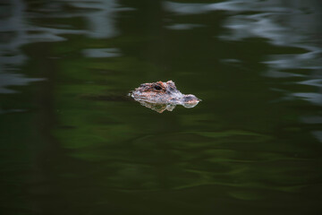 Very dangerous animal Chinese alligator close-up