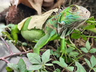 A green iguana with peeling skin on its back, showing its natural molting process, poses among green leaves on a blurred background.