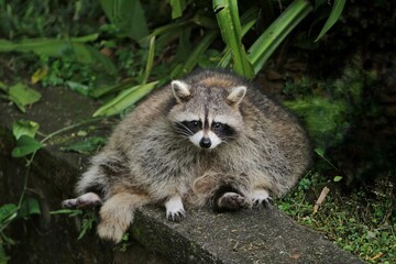 Obraz premium a fat raccoon sitting on the ground alone