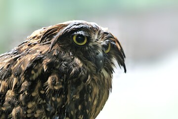 close up of a wet owl ketupa