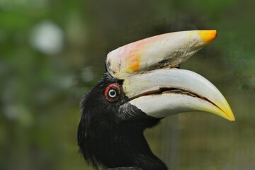 close up of a beautiful hornbill
