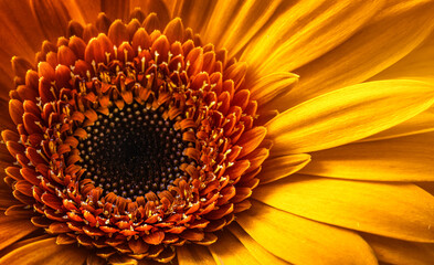  Gerbera Yellow and orange flower close up. Macro photography. Card yellow Gerbera Flower. Natural romantic conceptual floral Macro background.