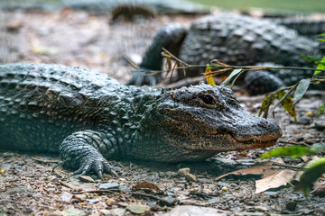 Very dangerous animal Chinese alligator close-up