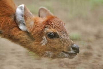 Fototapeta premium close up of a cute little sitatunga