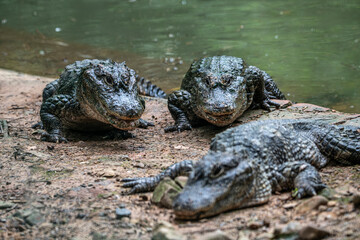 Very dangerous animal Chinese alligator close-up