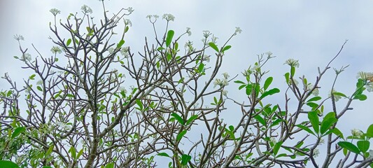 blooming flowering tree against blue sky background 