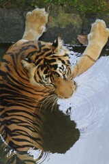 top view of sumatran tiger soaking in the pool