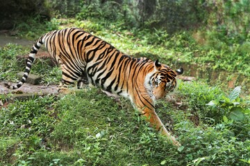 a Sumatran tiger wandering in the bush