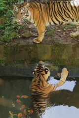 View from above of a Sumatran tiger soaking in the pool