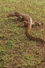 a muddy salvator lizard crawling on the grass