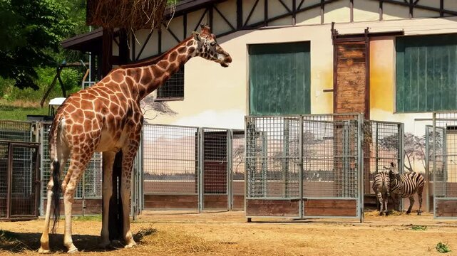 Giraffe and zebra interaction at the zoo. A giraffe stands curiously near a group of zebras in their enclosure during a sunny afternoon at the zoo.