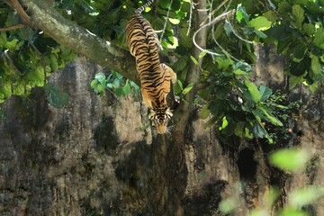 Sumatran tiger looks like it will jump down from a tree