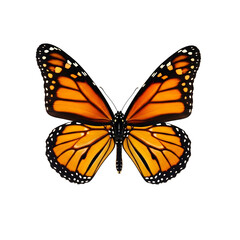 Fototapeta premium Colorful monarch butterfly flying against a white background