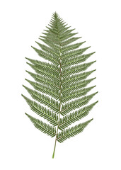 Illustration of a tree fern leaf isolated on white background 
