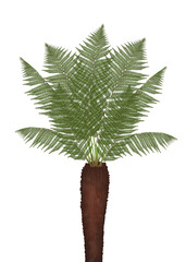 Illustration of a tree fern isolated on white background 