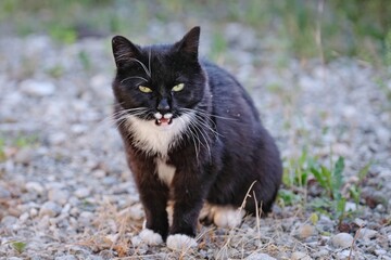 Young tuxedo cat sitting in the backyyard and meowing.