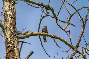 Common Nighthawk (Chordeiles minor) resting on a branch. Natural scene from Wisconsin.