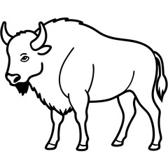 North American Bison Line Drawing