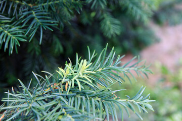 Close-up of evergreen coniferous plant with needle-like leaves. The foliage is dense and green,...