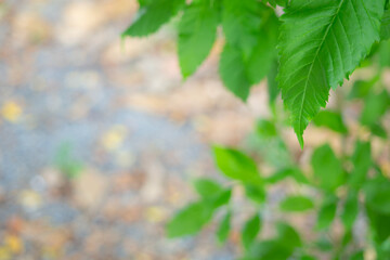 Nature background from young green leaves with bright background and bokeh in rain forest. Natural backdrop for your project.