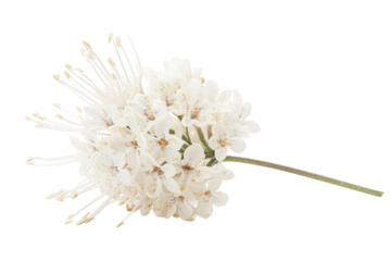 Isolated white lilac flower showcasing intricate petal structure against a clean backdrop, emphasizing botanical beauty and delicate details of nature