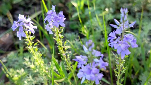 Purple flowers of veronica prostrata. A perennial herbaceous plant, a species of the genus Veronica, family Plantaginaceae.