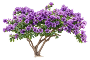 Purple flower vine bush tree with lush blooms showcasing vibrant natural beauty, ideal for garden landscapes and decorative purposes in outdoor settings