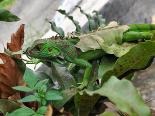A green iguana with peeling skin on its back, showing its natural molting process, poses among...
