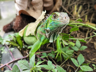 A green iguana with peeling skin on its back, showing its natural molting process, poses among...