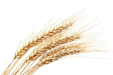 Realistic barley plant with golden grains and slender stalks set against a clean white background showcasing natural beauty and agricultural significance at different angles