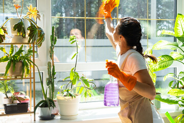 Woman in rubber gloves and apron manually washes window of house with rag cleaner and mop inside interior with home plants on windowsill. Restoring order and cleanliness in spring, cleaning servise