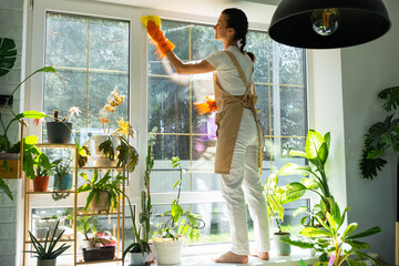 Woman in rubber gloves and apron manually washes window of house with rag cleaner and mop inside interior with home plants on windowsill. Restoring order and cleanliness in spring, cleaning servise