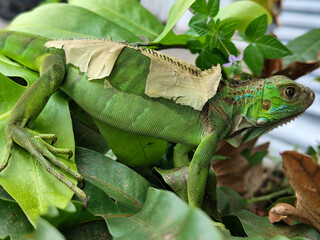 A green iguana with peeling skin on its back, showing its natural molting process, poses among...