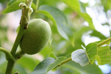 Green young walnut fruits on a tree branch and fresh green walnut leaves