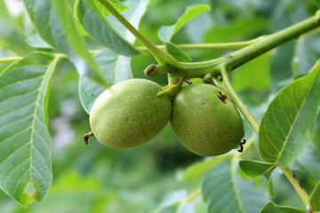 Green young walnut fruits on a tree branch and fresh green walnut leaves