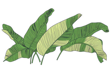 Illustration of banana leaves arranged in a single line depicting tropical vegetation and natural beauty found in lush gardens or rainforests