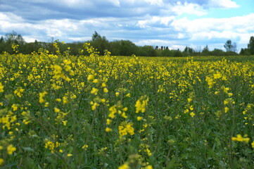 Flowering rapeseed field on farmland in nature