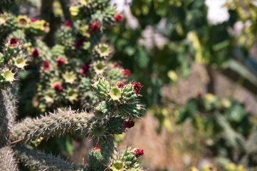Closeup of flowering succulent on Adriatic coast