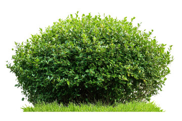 Dense green bush on transparent background ideal for landscaping projects and graphic designs featuring natural elements