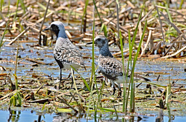 The grey plover or black-bellied plover (Pluvialis squatarola) in breeding plumage in conservation area in Wisconsin